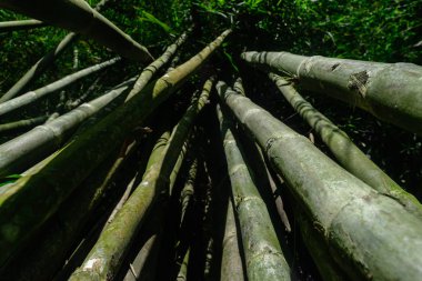 Yeşil ve büyük bambu ağaç gövdeleri yağmur ormanlarında yerden görünümü
