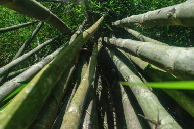 Yeşil ve büyük bambu ağaç gövdeleri yağmur ormanlarında yerden görünümü