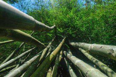 Yeşil ve büyük bambu ağaç gövdeleri yağmur ormanlarında yerden görünümü