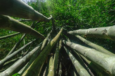 Yeşil ve büyük bambu ağaç gövdeleri yağmur ormanlarında yerden görünümü