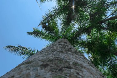 Görünümü gri palmiye ağacı yere kadar gövde ve yeşil yaprakları mavi gökyüzü arka planda