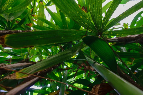 Beaucoup Feuilles Palmier Recouvrant Ciel Dans Forêt Tropicale — Photo