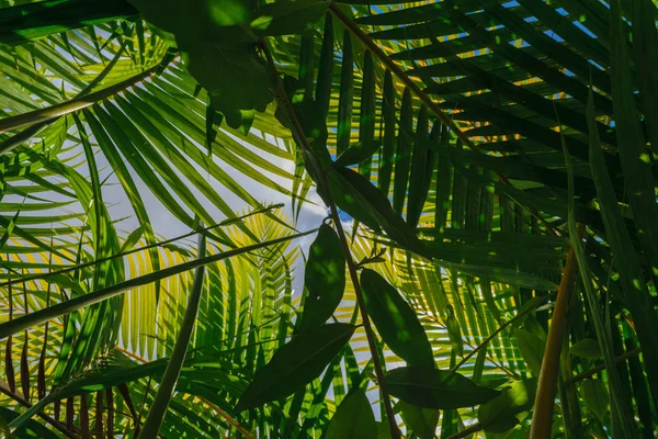 Lot Palm Leaves Covering Sky Rainforest — Stock Photo, Image