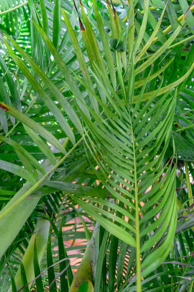 Rainforest Şekilde Kapsayan Bir Sürü Palmiye Yaprakları — Stok fotoğraf