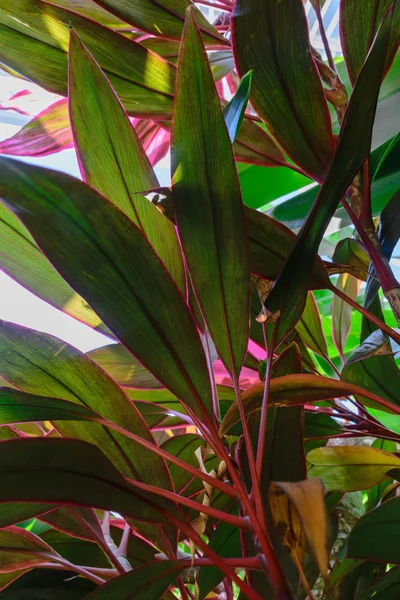 Фонова Поверхня Зелених Червоних Екзотичних Тропічних Рослин — стокове фото