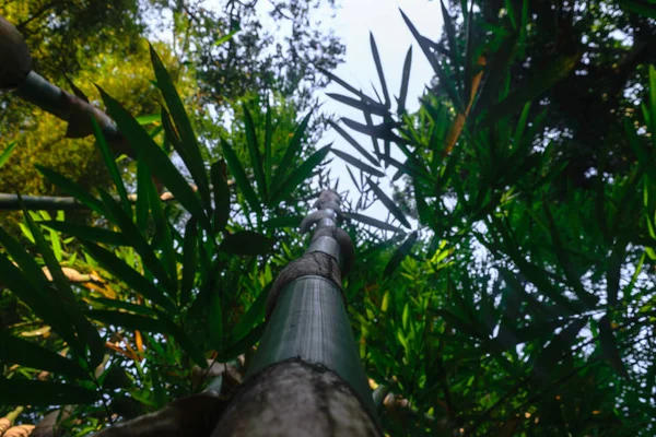 View Ground Green Big Bamboo Tree Trunk Rainforest — Stock Photo, Image