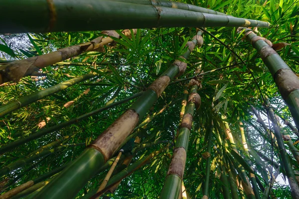 Vista Para Cima Partir Chão Troncos Bambu Verdes Grandes Floresta — Fotografia de Stock