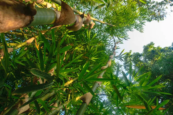 Vista Desde Suelo Troncos Verdes Grandes Árboles Bambú Selva Tropical —  Fotos de Stock