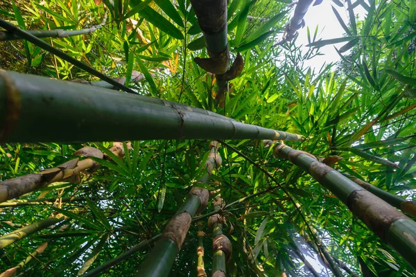 Vista Para Cima Partir Chão Troncos Bambu Verdes Grandes Floresta — Fotografia de Stock