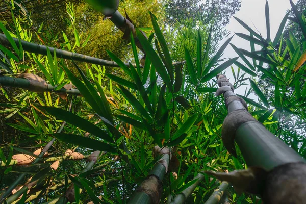 Vista Dal Suolo Tronchi Bambù Verdi Grandi Nella Foresta Pluviale — Foto Stock