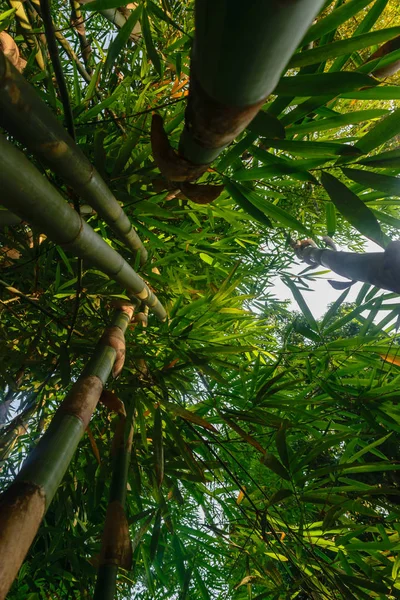 Vista Desde Suelo Troncos Verdes Grandes Árboles Bambú Selva Tropical —  Fotos de Stock