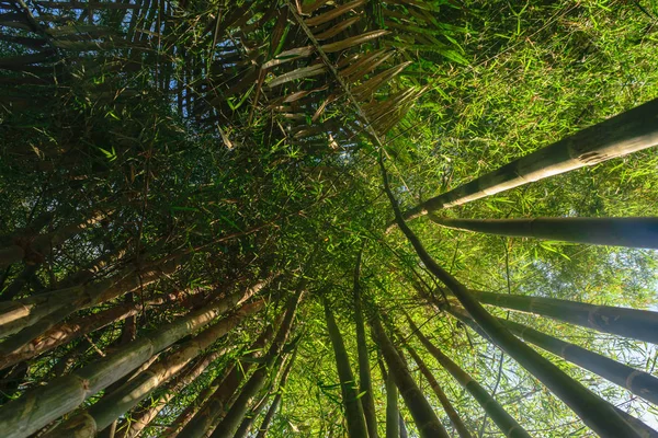 Vista Dal Suolo Tronchi Bambù Verde Grande Nella Foresta Pluviale — Foto Stock