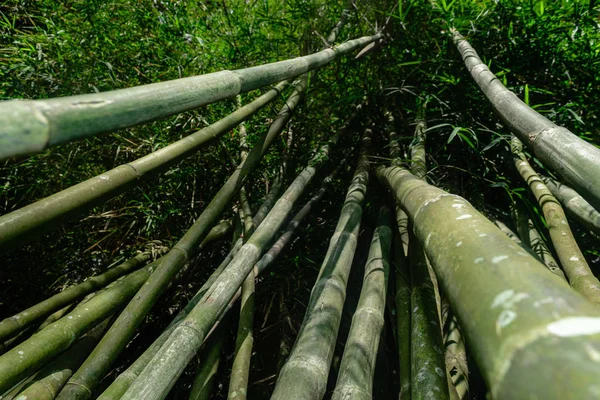 Blick Vom Boden Auf Grüne Und Große Bambusstämme Regenwald — Stockfoto