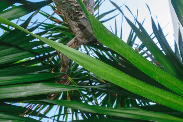 Вид Зверху Землі Сіре Пальмове Дерево Стовбур Зелене Листя — стокове фото