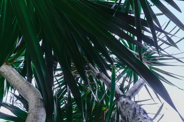 Vista Para Cima Partir Chão Tronco Palmeira Cinza Folhas Verdes — Fotografia de Stock