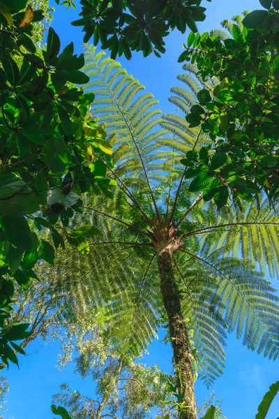 Omhoog Het Uitzicht Vanaf Grond Van Palm Tree Laat Trunk — Stockfoto