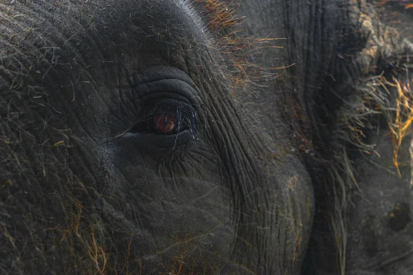 Teil Eines Sumatra Elefantenkopfes Mit Riesigem Orangefarbenem Auge Auge Kamerafokus — Stockfoto