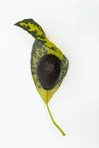 Donkere Avocado Geplaatst Geel Met Grijze Vlekken Avocado Leaf Witte — Stockfoto