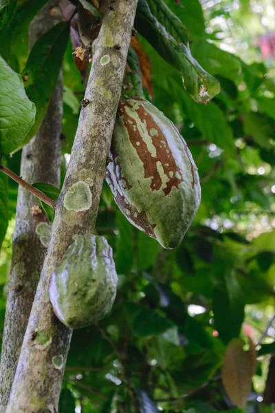 Dos Granos Cacao Verdes Inmaduros Colgados Árbol —  Fotos de Stock