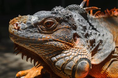 Ciddi görünümlü portresi turuncu iguana Bali, Endonezya