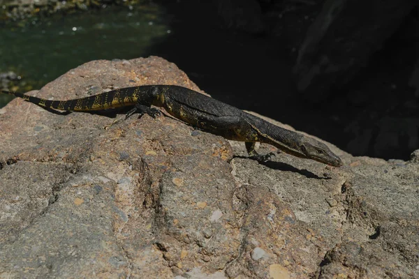 Asiatische Wasserwaraneidechse Läuft Auf Felsigem Land Vor Verschwommenem Wasserteichhintergrund Bali — Stockfoto