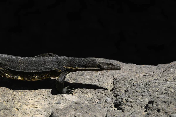 亚洲水监测蜥蜴走在岩石土地在巴厘岛 印度尼西亚 — 图库照片