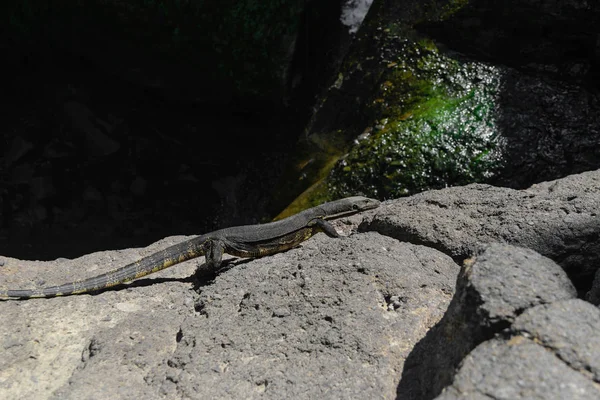 Asiatische Wasserwaraneidechse Läuft Auf Felsigem Land Vor Verschwommenem Wasserteichhintergrund Bali — Stockfoto