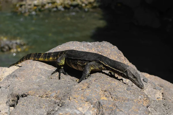 Asiatische Wasserwaraneidechse Läuft Auf Felsigem Land Vor Verschwommenem Wasserteichhintergrund Bali — Stockfoto