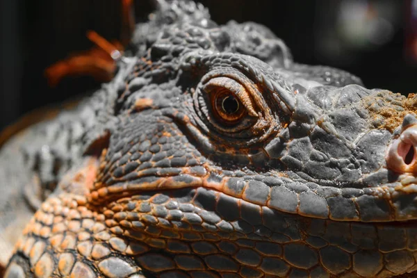 Portrait Eines Ernst Aussehenden Orangen Leguans Bali Indonesien — Stockfoto