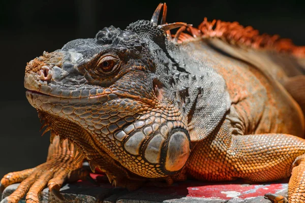 Porträt Eines Ernst Dreinblickenden Orangen Leguans Auf Dem Hölzernen Hintergrund — Stockfoto