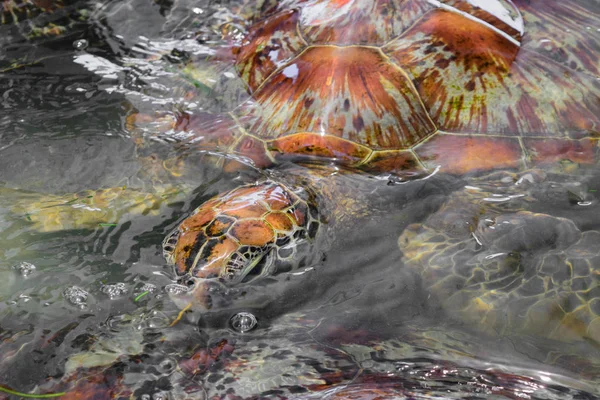 Viele Meeresschildkröten Schwimmen Teich Bali Indonesien — Stockfoto