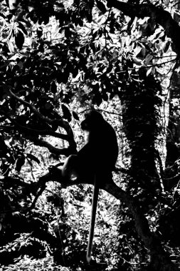 Ormanlarda ortasında oturan siyah ve beyaz maymun siluet