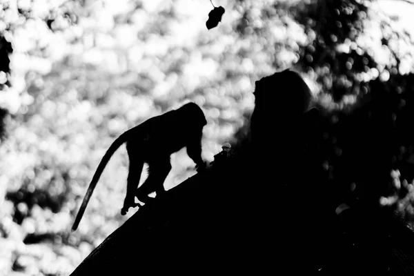 Black and white two monkeys silhouette sitting and walki in the middle of the jungles