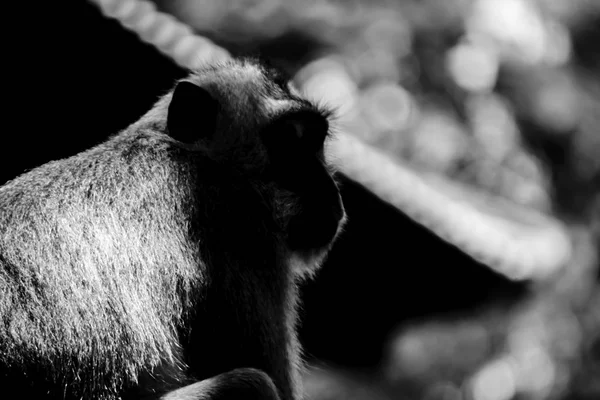 Silhouette Scimmia Bianco Nero Seduto Vicino Vecchio Tetto Del Tempio — Foto Stock