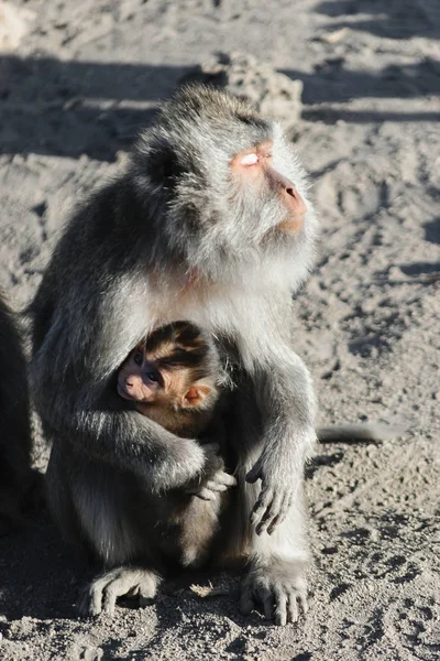 Female Monkey Holds Her Baby Monkey Arms Warm Her Face — Stock Photo, Image