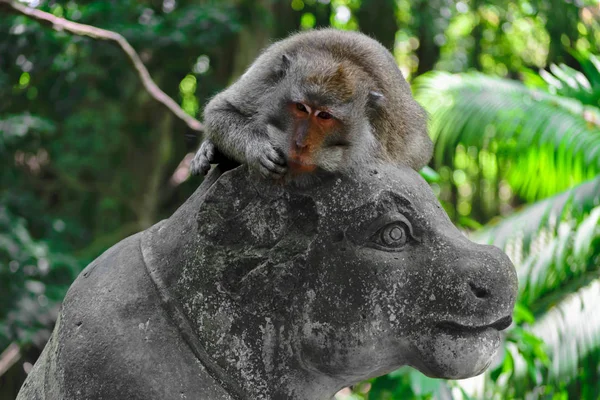 Monkey Lying Statue Monkey Forest Bali Indonesia — Stock Photo, Image