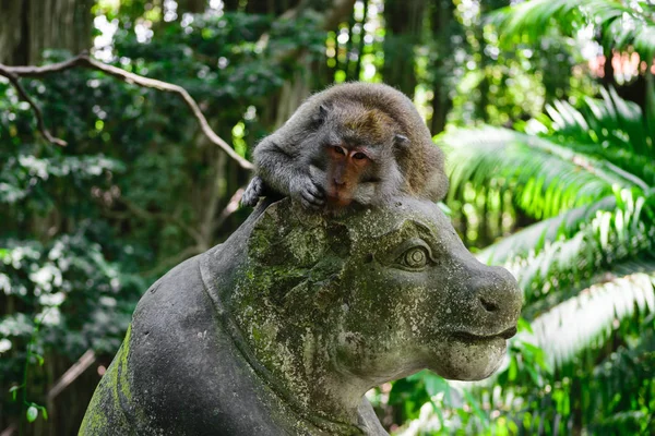 Monkey Lying Statue Monkey Forest Bali Indonesia — Stock Photo, Image