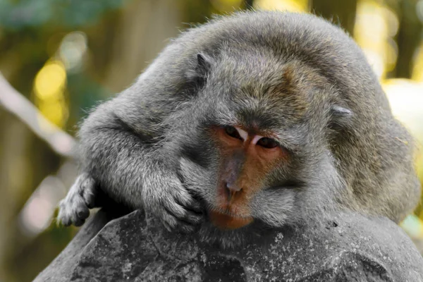 Monkey Lying Statue Monkey Forest Bali Indonesia — Stock Photo, Image