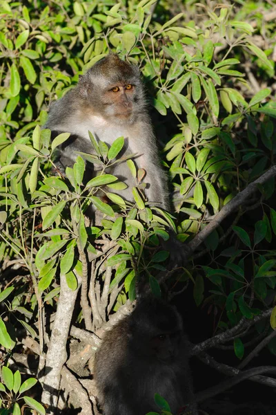 Monkey Orange Eyes Sitting Middle Green Bushes — Stock Photo, Image