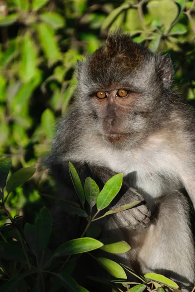 Monkey Orange Eyes Sitting Middle Green Bushes — Stock Photo, Image
