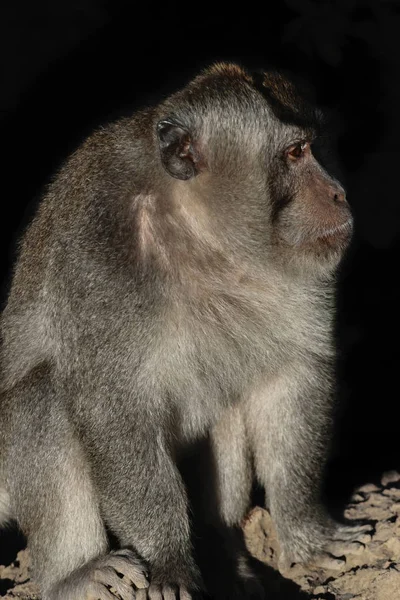 Portrait Monkey Male Sitting Stone Surface Isolated Black Background — Stock Photo, Image