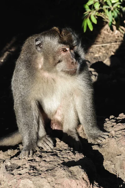 Portrait Monkey Male Sitting Stone Surface Enlighten Morning Light — Stock Photo, Image