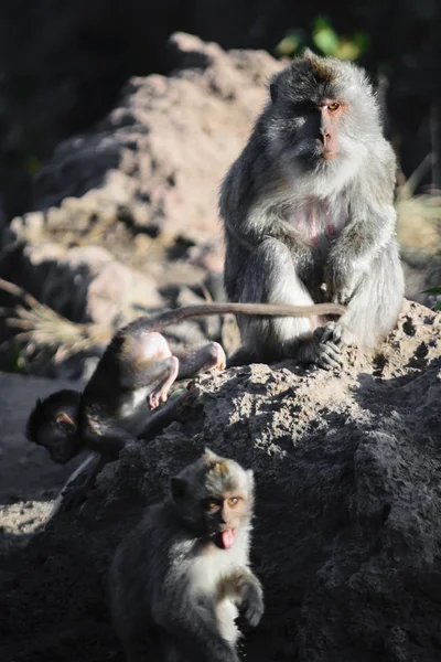 Female Monkey Sitting Stone Watching Her Baby Monkeys — Stock Photo, Image