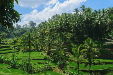 Tegalalang pirinç terasları, güneşli gün ve yeşil ormanlarda Ubud, Bali