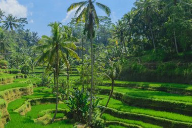 Tegalalang pirinç terasları, güneşli gün ve yeşil ormanlarda Ubud, Bali