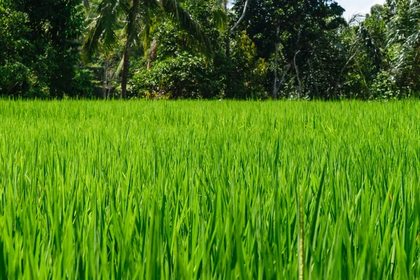 Superficie Fondo Del Campo Arroz Verde Terrazas Arroz Bali Con — Foto de Stock