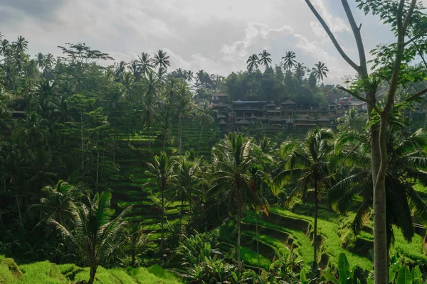 Tegalalang Rice Terraces Ubud Bali Island Cloudy Day — Stock Photo, Image