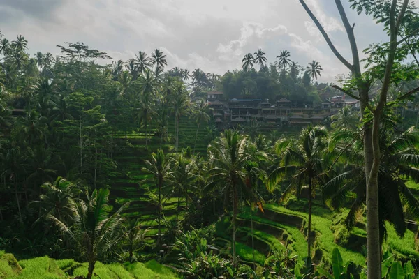 Tegalalang pirinç terasları Ubud, bulutlu gün boyunca Bali Adası