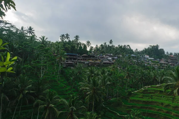 Tegalalang Rice Terraces Ubud Bali Island Cloudy Day — Stock Photo, Image