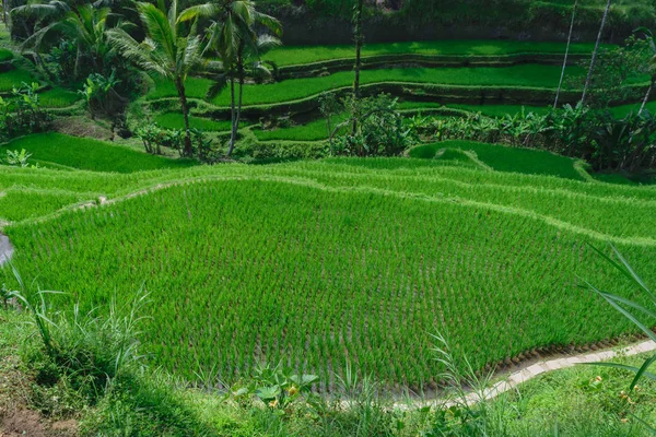 Top view of rice terraces with young growing green rice in Bali